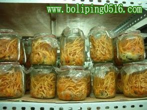 菌種瓶 瓶廠(chǎng)